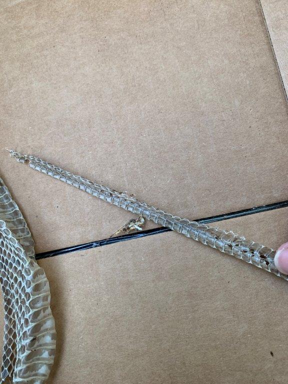 Jacksonville snake skin