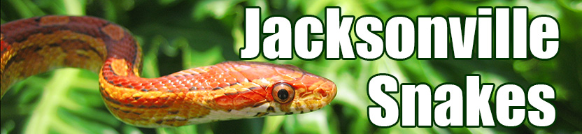 Jacksonville snake
